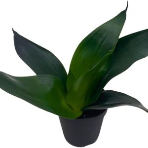 Black Dragon Snakeplant