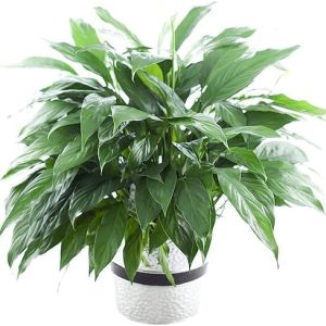 Large Purifying Peace Lily in 6 inch Pot