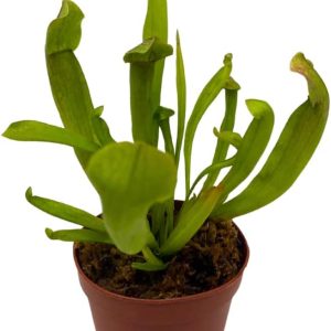 Sweet Pitcher Plant
