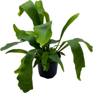 Staghorn Fern