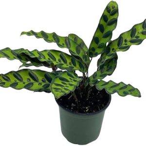 Calathea Lancifolia