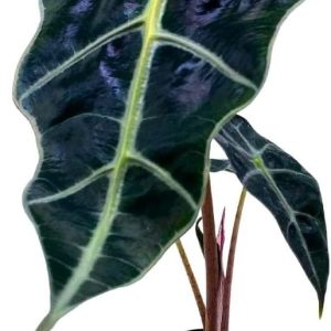 Alocasia African Mask