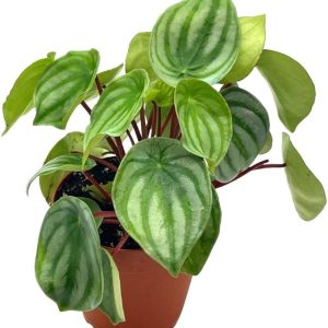 Watermelon Peperomia