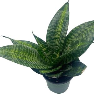 Bird's Nest Snake Plant
